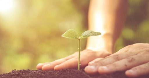 Práticas sustentáveis: conheça a importância de utilizar madeira reflorestada como matéria-prima dos móveis