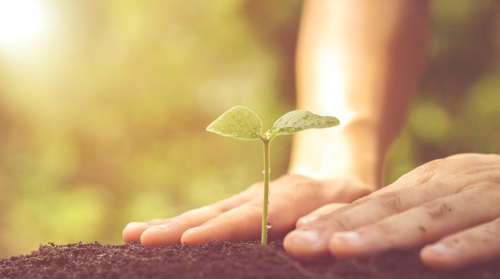 Práticas sustentáveis: conheça a importância de utilizar madeira reflorestada como matéria-prima dos móveis